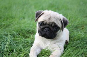 Cute pug puppy