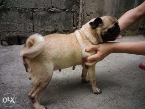 Female pug dog photo