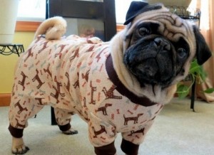 Funny pug dog photo