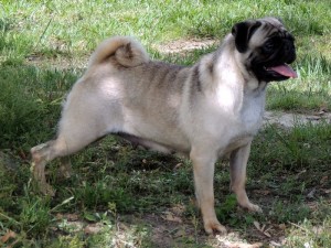 Gaint pug dog picture