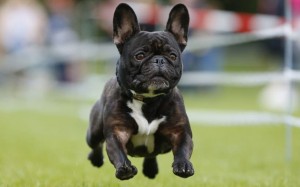 German pug dog puppy
