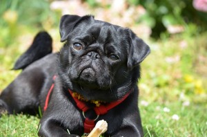 Image of black pug dog