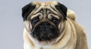 Images of pug dog