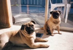 Large pug dog photo