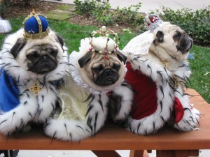 Pug dog costume image