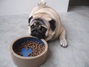 Pug dog feeding