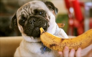 Pug dog food image