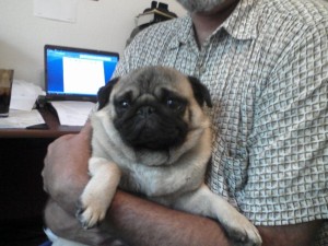Pug dog for adoption