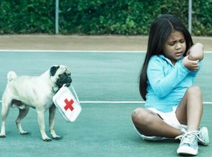 Pug dog health care