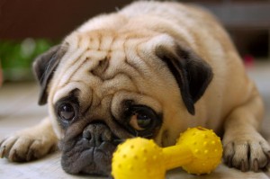 Pug dog health problem