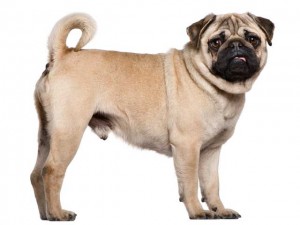 Pug dog photo