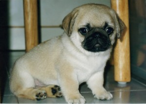 Pug dog puppies