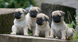 Pug dog pups for sale