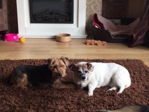 Bella and chip
