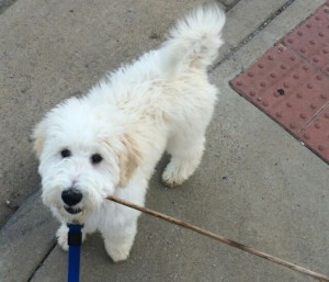 White sheepadoodle