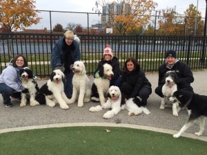 sheepadoodle-adoption