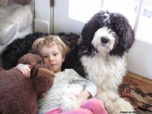 sheepadoodle-adults