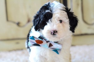 sheepadoodle-australia