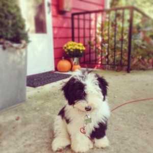 sheepadoodle-mini