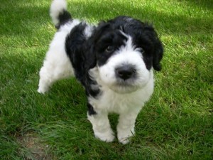 sheepadoodle-puppy-photo
