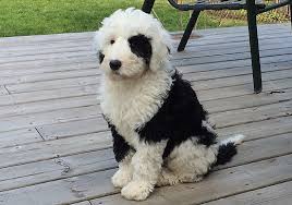 sheepadoodle-rescue