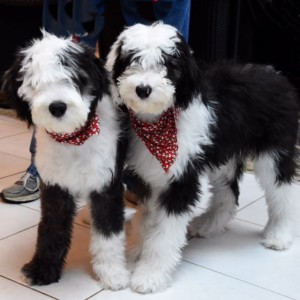 sheepadoodle for sale