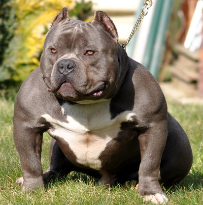 Techniki uwodzenia: American bully xl