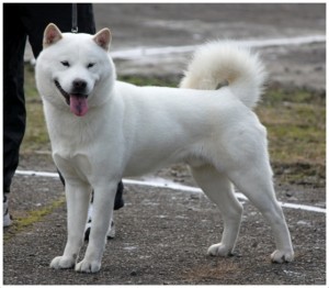 Hokkaido Dog