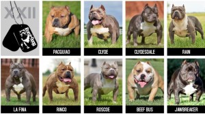 bully dog breeds list