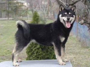 hokkaido dog black