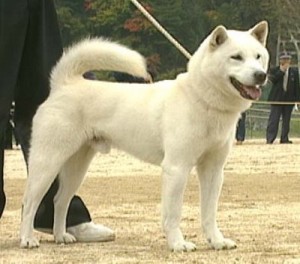 hokkaido dog breeders