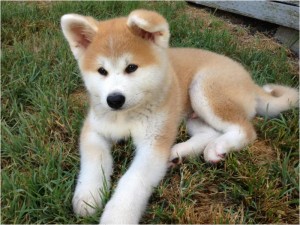 hokkaido dog for sale