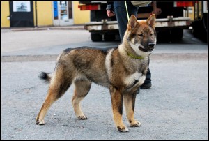 mix-hokkaido-dog